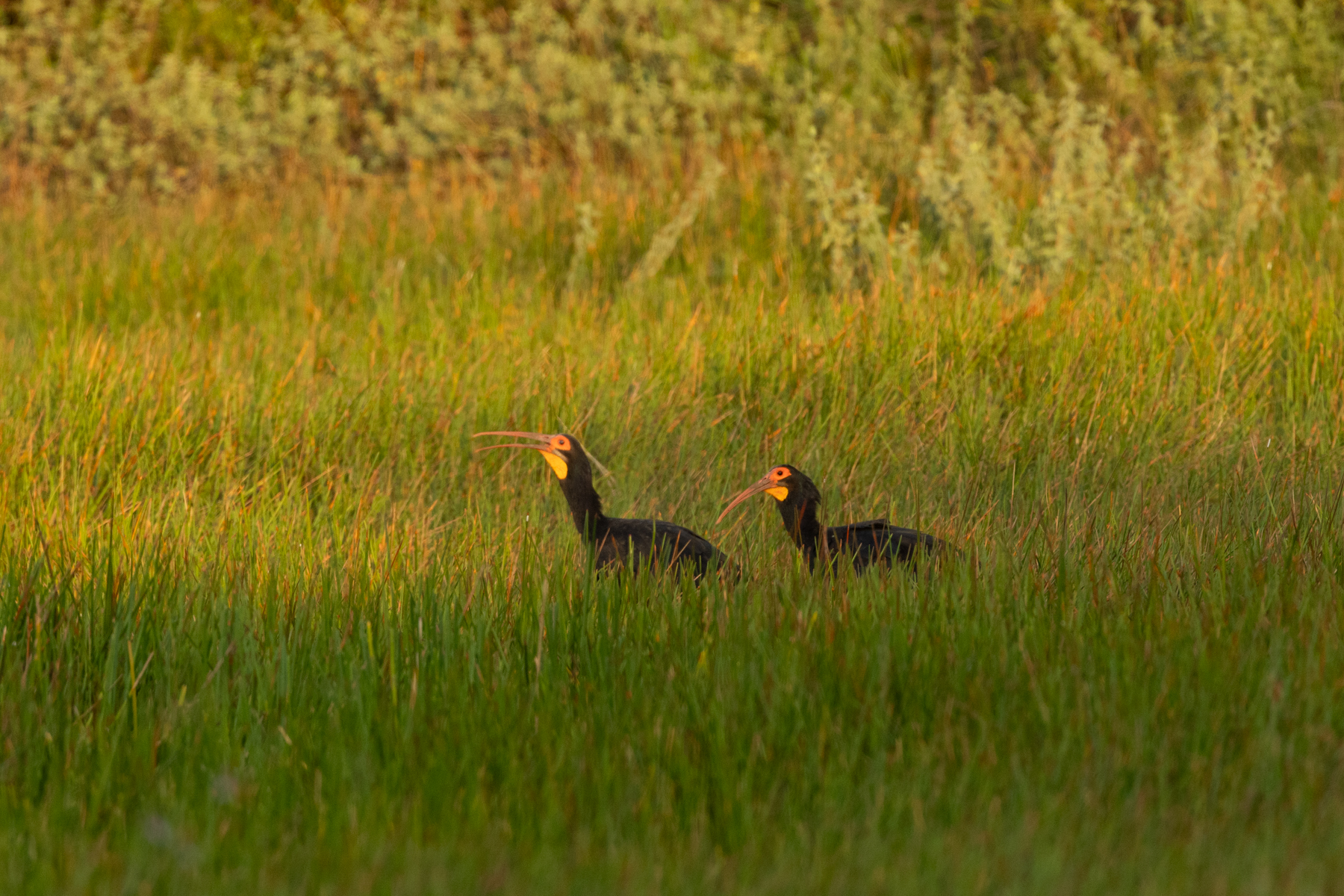 Sharp-tailed Ibises (image by Eustace Barnes)