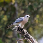 Shikra (image by Hannu Jännes)
