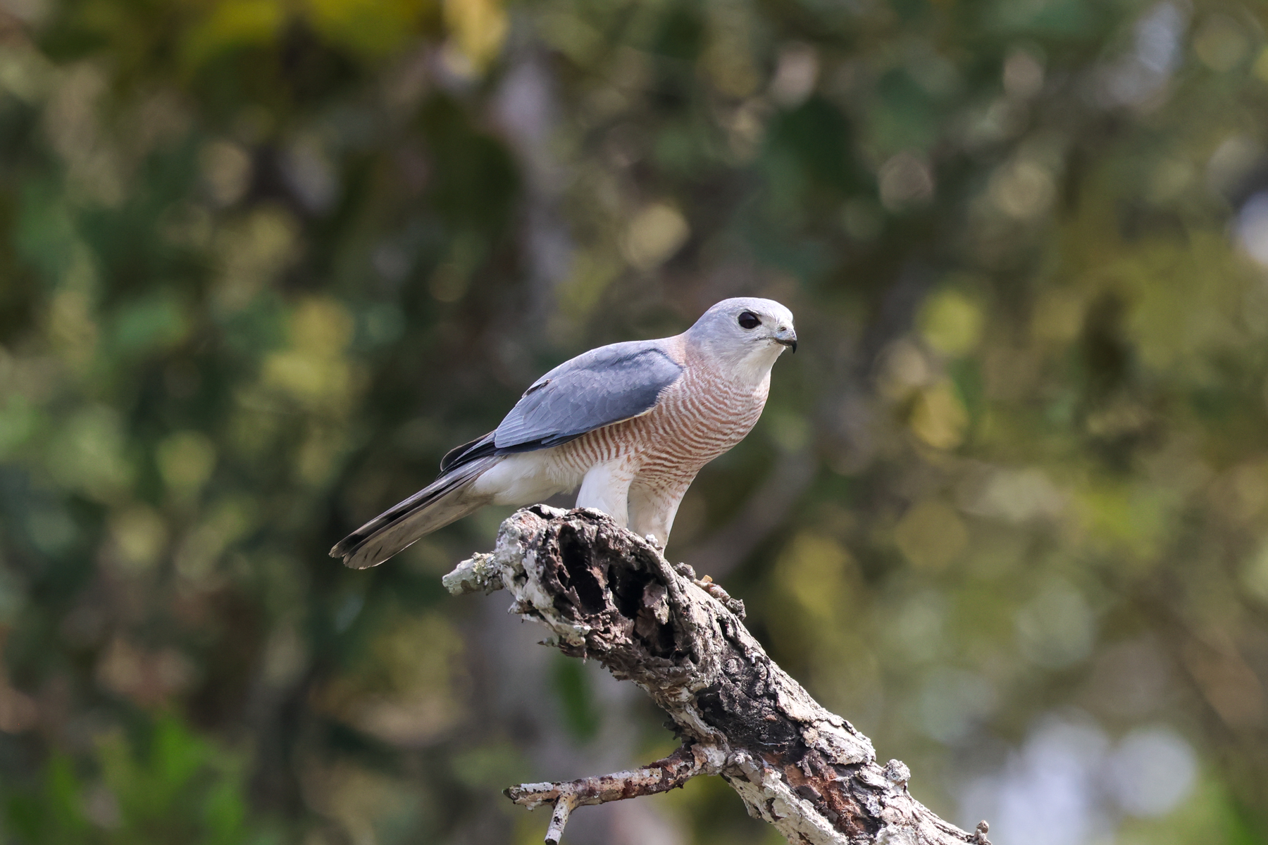 Shikra (image by Hannu Jännes)