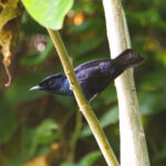 Shining Flycatcher (image by Phil Hansbro)