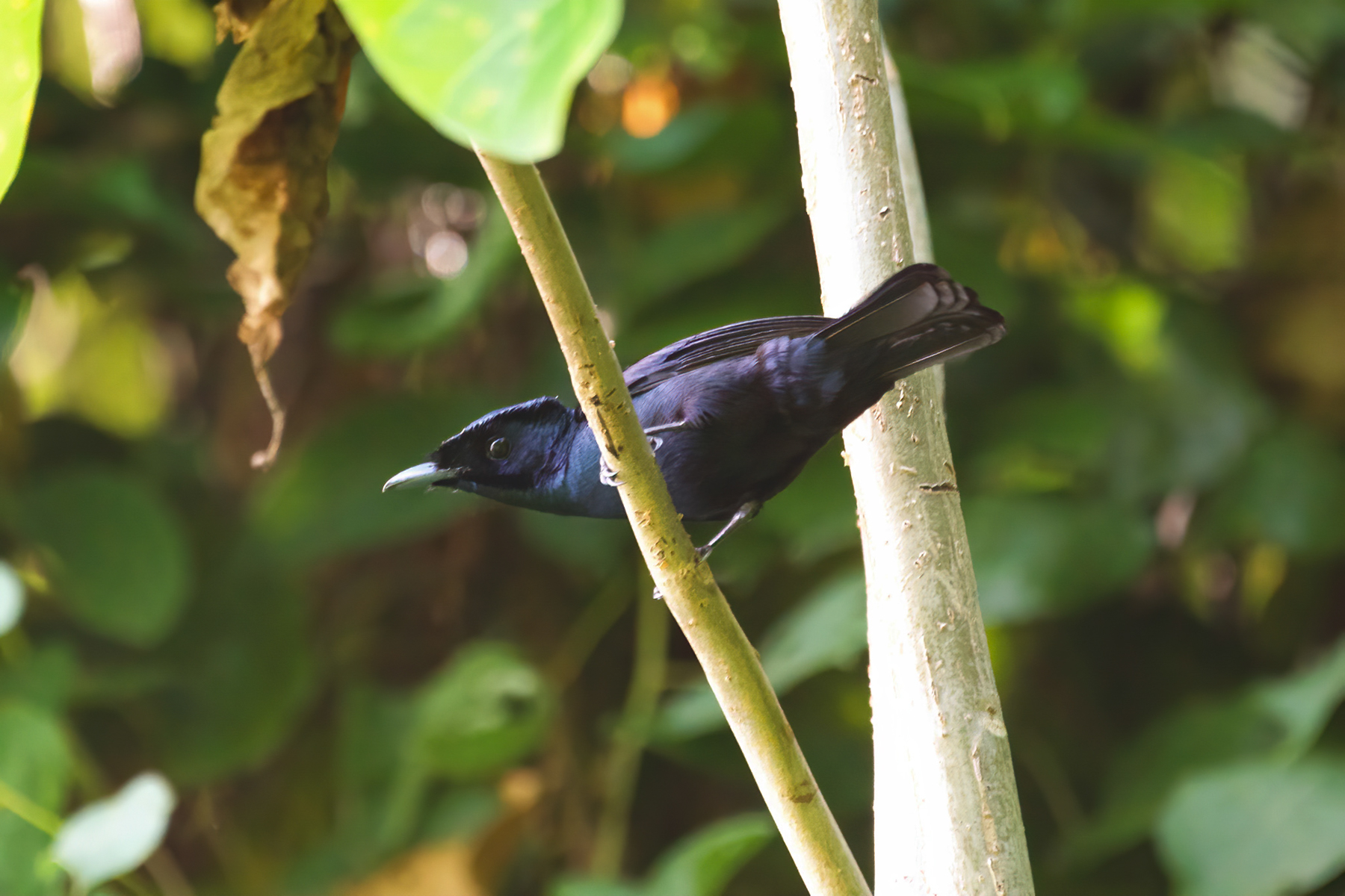 Shining Flycatcher (image by Phil Hansbro)