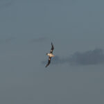 Short-tailed Albatross (image by Dave Farrow)