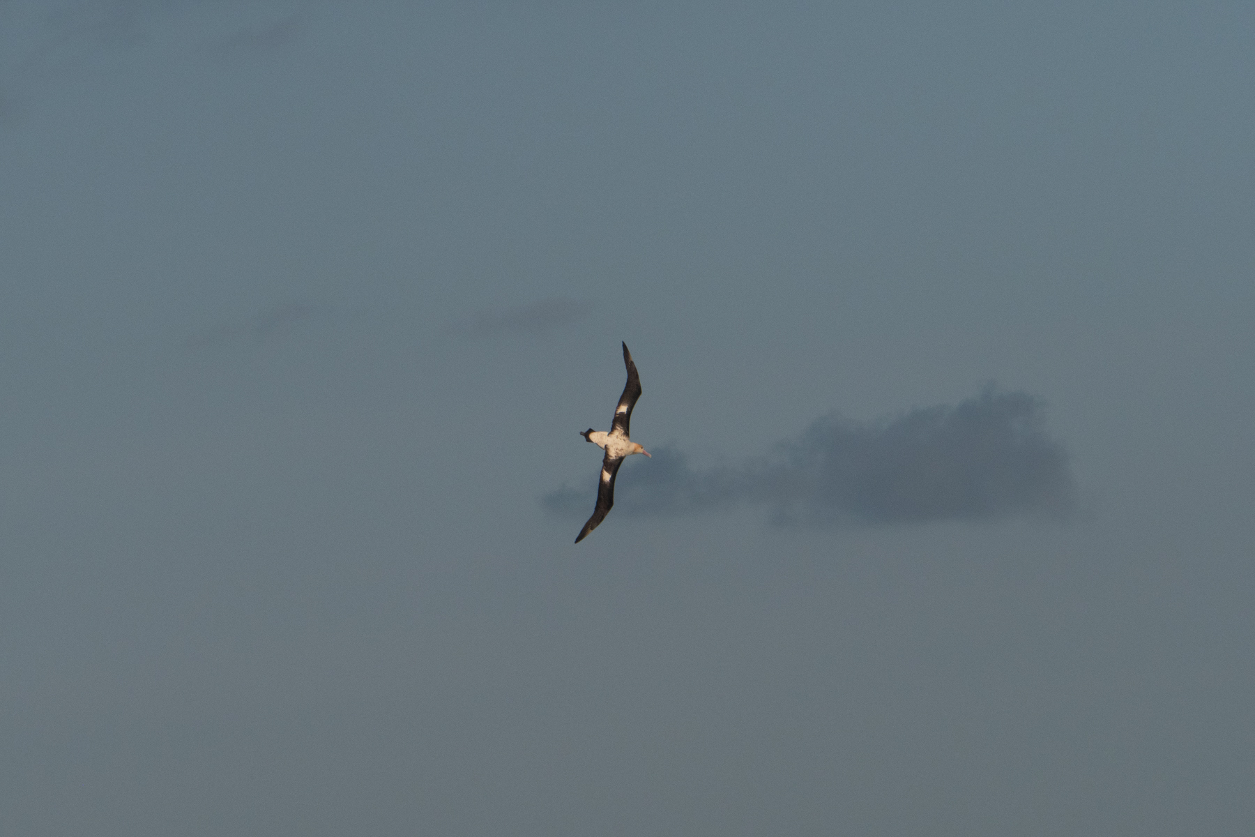 Short-tailed Albatross (image by Dave Farrow)