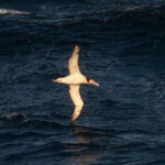 Short-tailed Albatross (image by Dave Farrow)