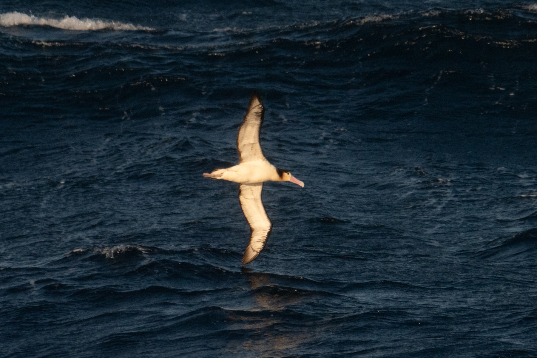 Short-tailed Albatross (image by Dave Farrow)