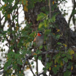 Siberian Rubythroat (image by Mika Ohtonen)