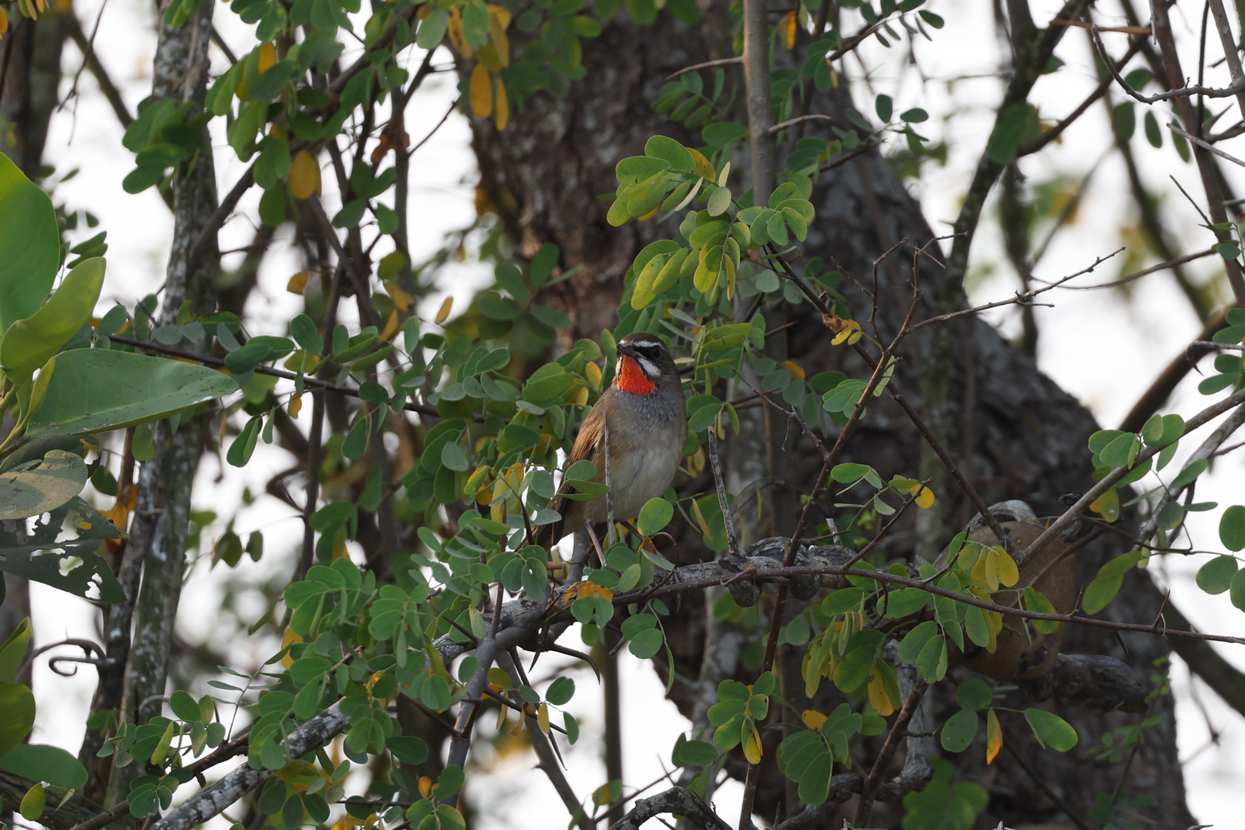 Siberian Rubythroat (image by Mika Ohtonen)
