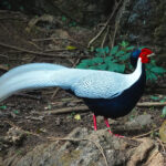 Silver Pheasant (image by Craig Robson)