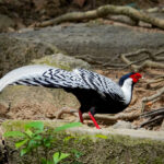 Silver Pheasant (image by Craig Robson)