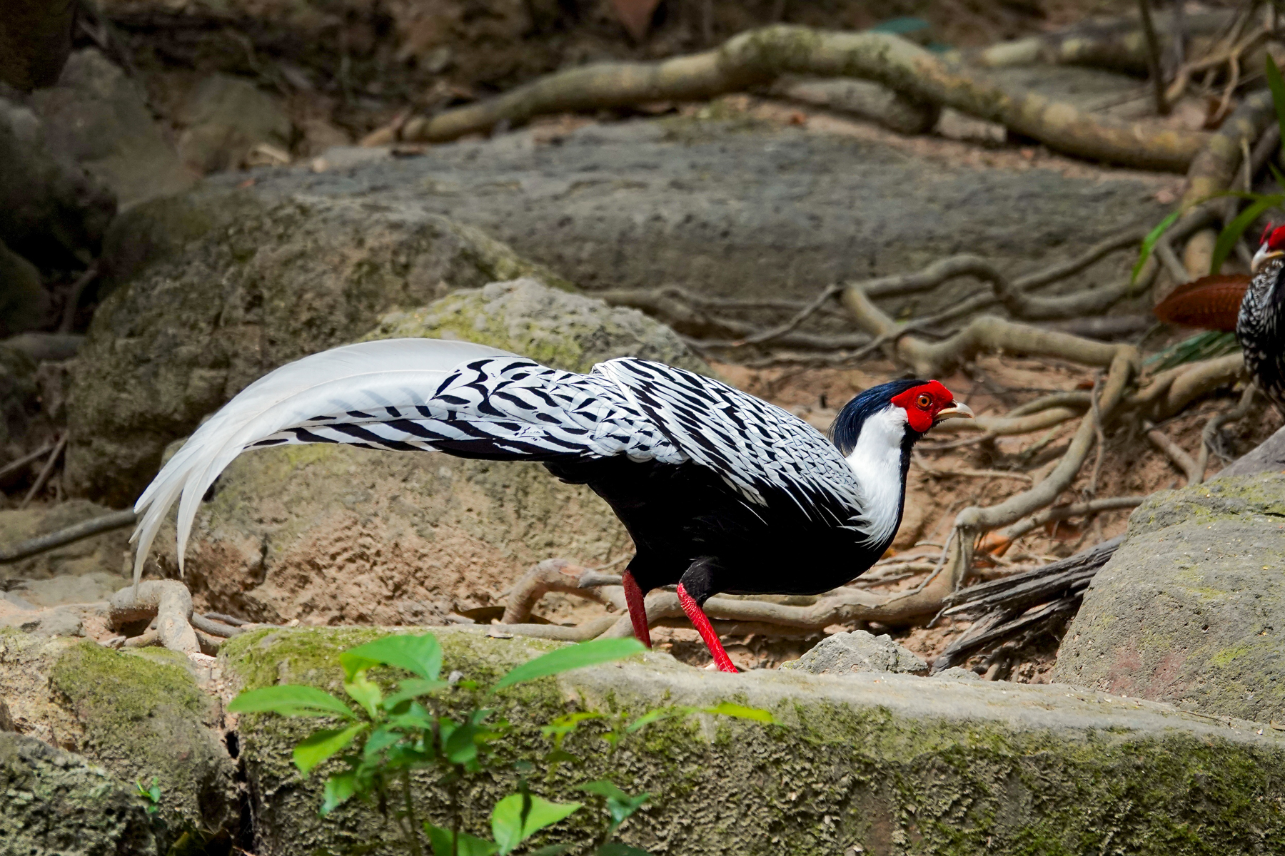 Silver Pheasant (image by Craig Robson)