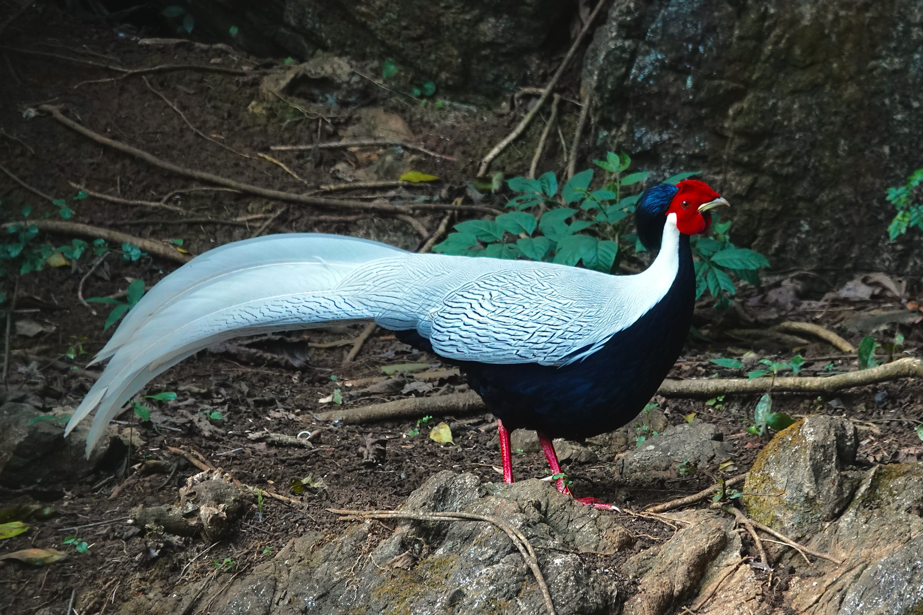 Silver Pheasant (image by Craig Robson)