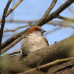 Sind Sparrow (image by Hannu Jännes)