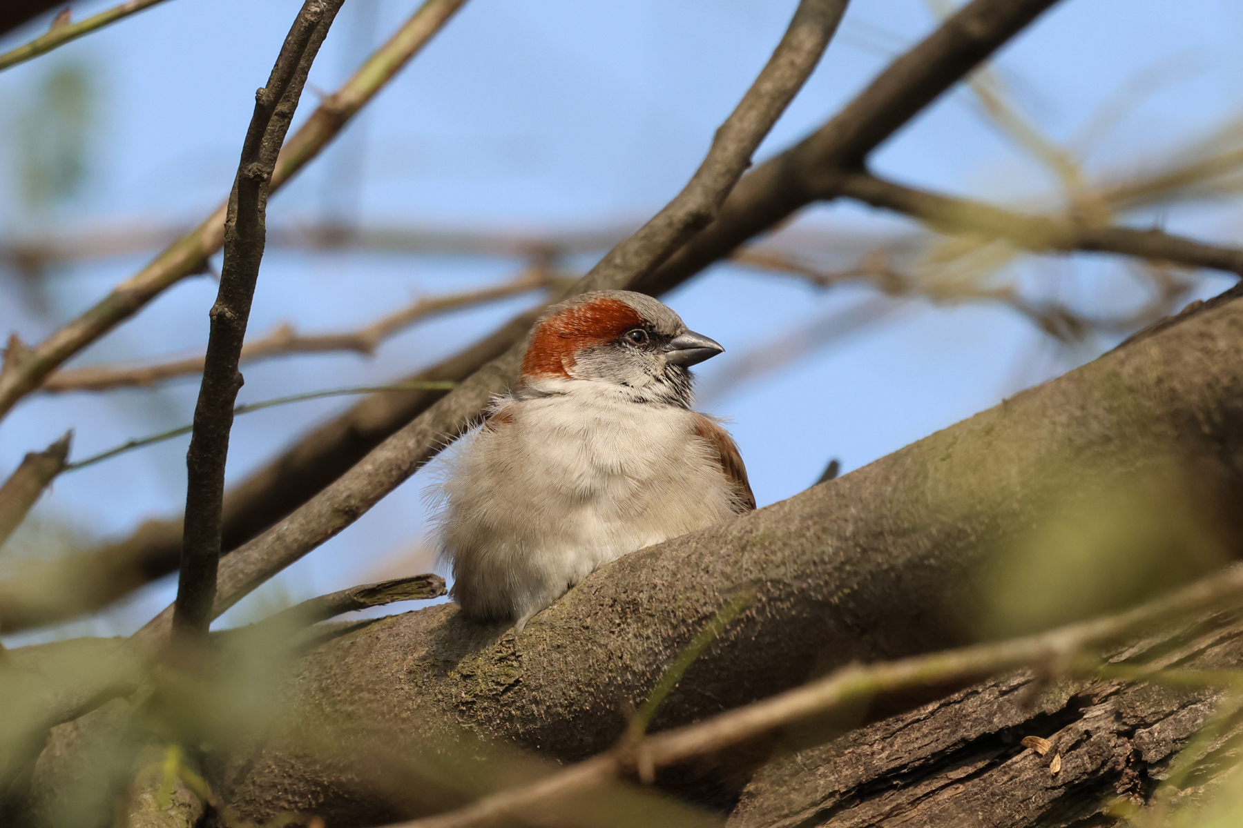 Sind Sparrow (image by Hannu Jännes)