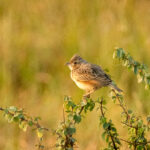 Singing Bushlark (image by Vincent van der Spek)