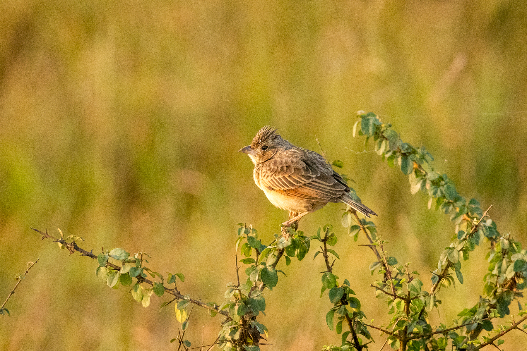 Singing Bushlark (image by Vincent van der Spek)