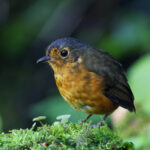 Slaty-crowned Antpitta (image by Trevor Ellery)