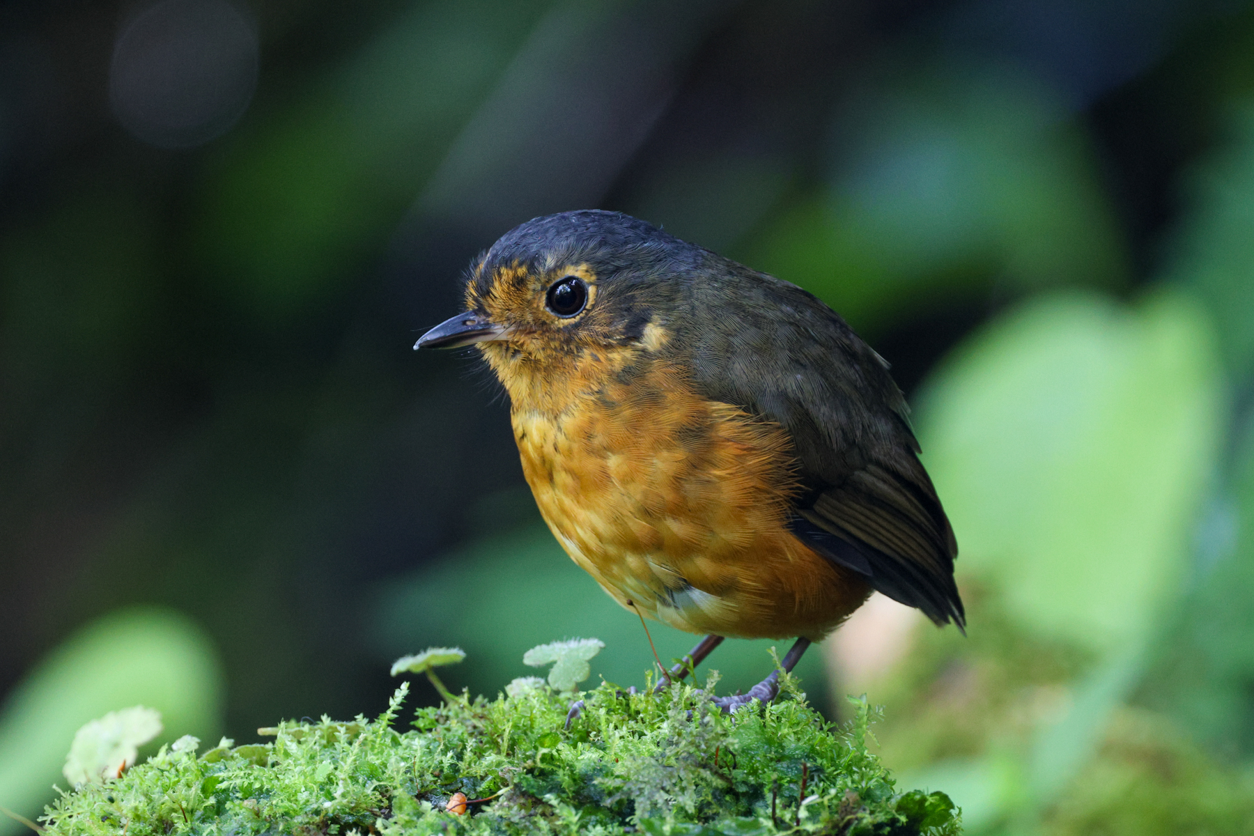 Slaty-crowned Antpitta (image by Trevor Ellery)