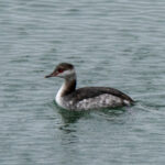 Slavonian Grebe (image by Dave Farrow)