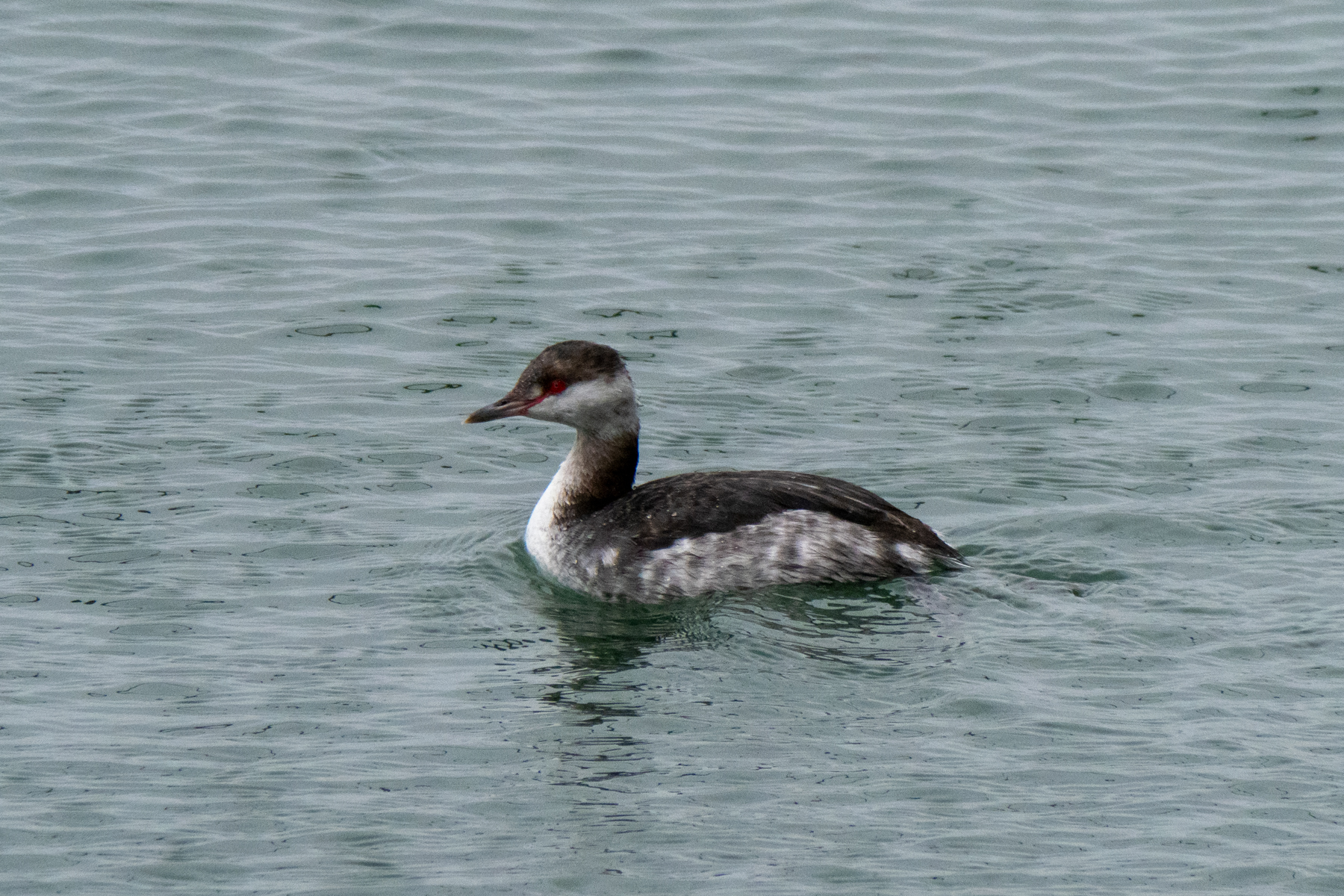Slavonian Grebe (image by Dave Farrow)