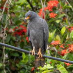 Slender-billed Kite (image by Eustace Barnes)