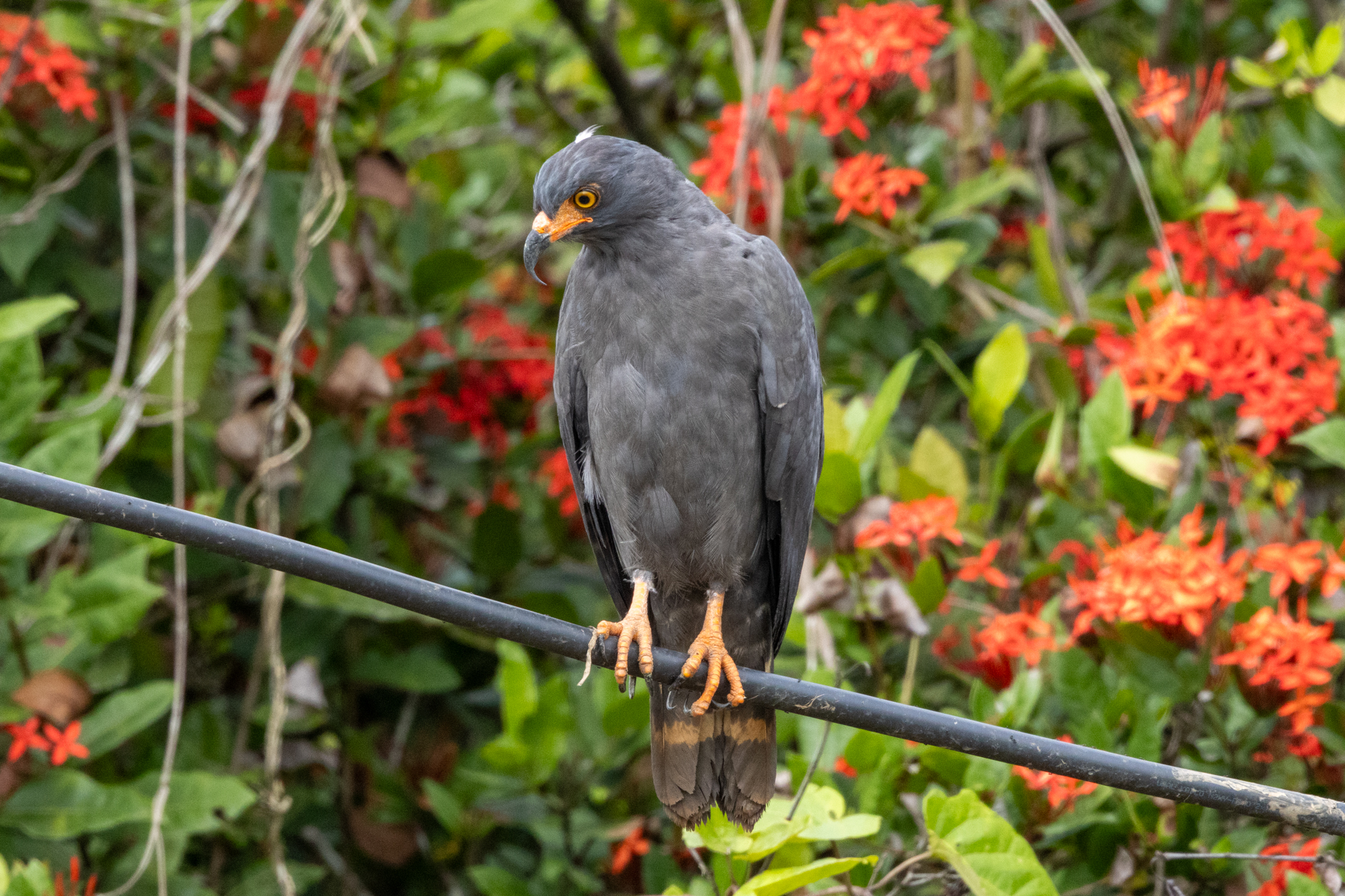 Slender-billed Kite (image by Eustace Barnes)