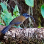 Slender-billed Scimitar Babbler (image by Craig Robson)