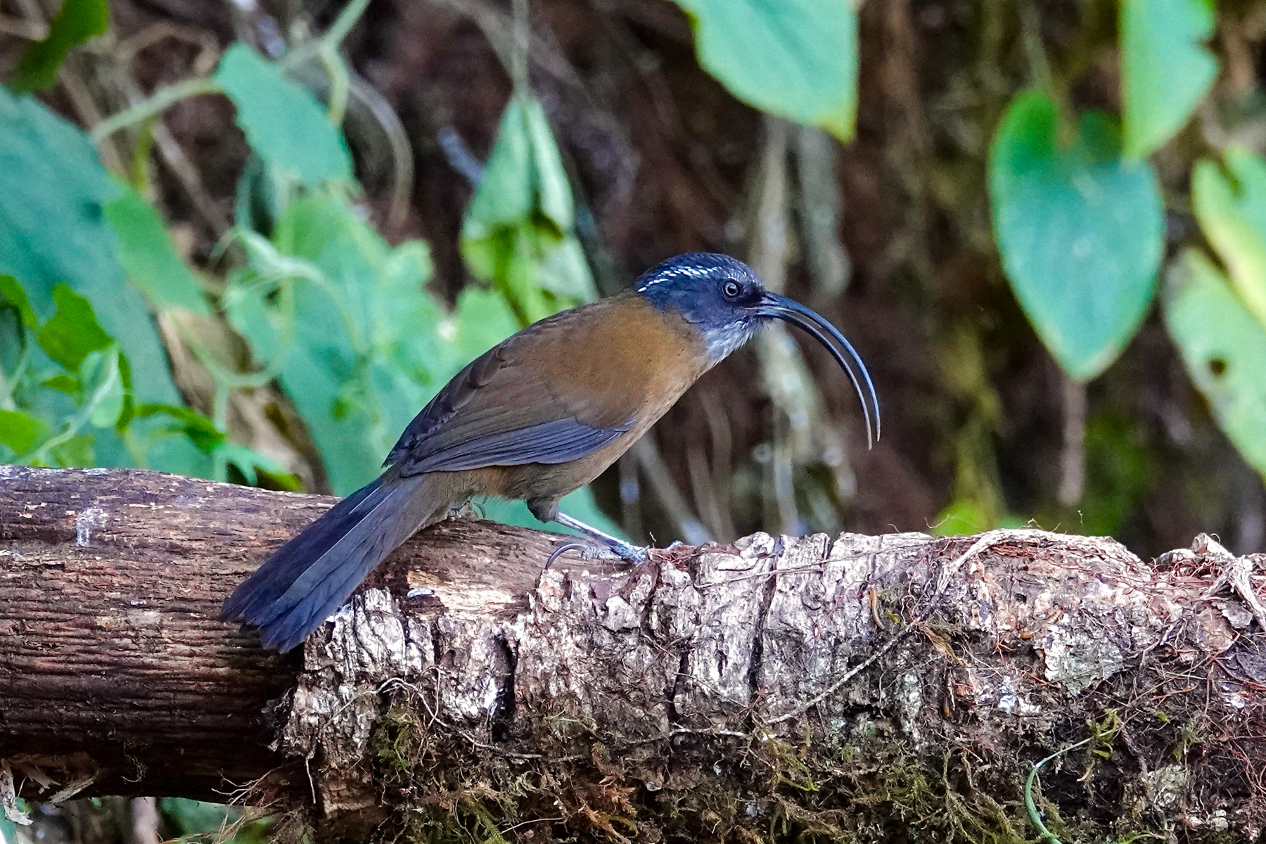 Slender-billed Scimitar Babbler (image by Craig Robson)