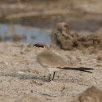 Small Pratincoles (image by Hannu Jännes)