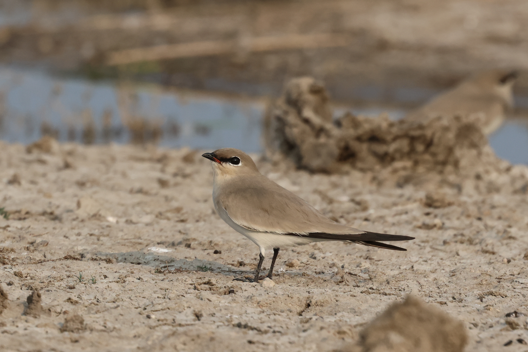 Small Pratincoles (image by Hannu Jännes)