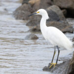 Snowy Egret (image by Eustace Barnes)