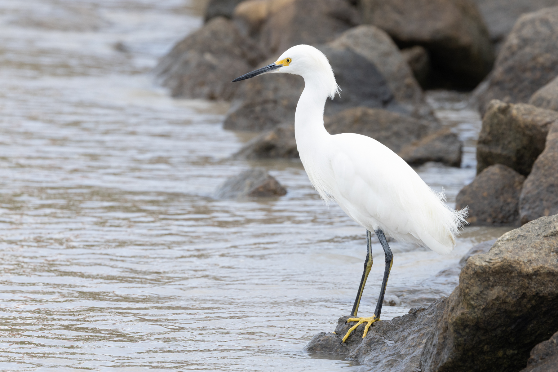 Snowy Egret (image by Eustace Barnes)