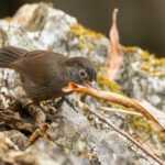 Sooty Babbler (image by Vincent van der Spek)