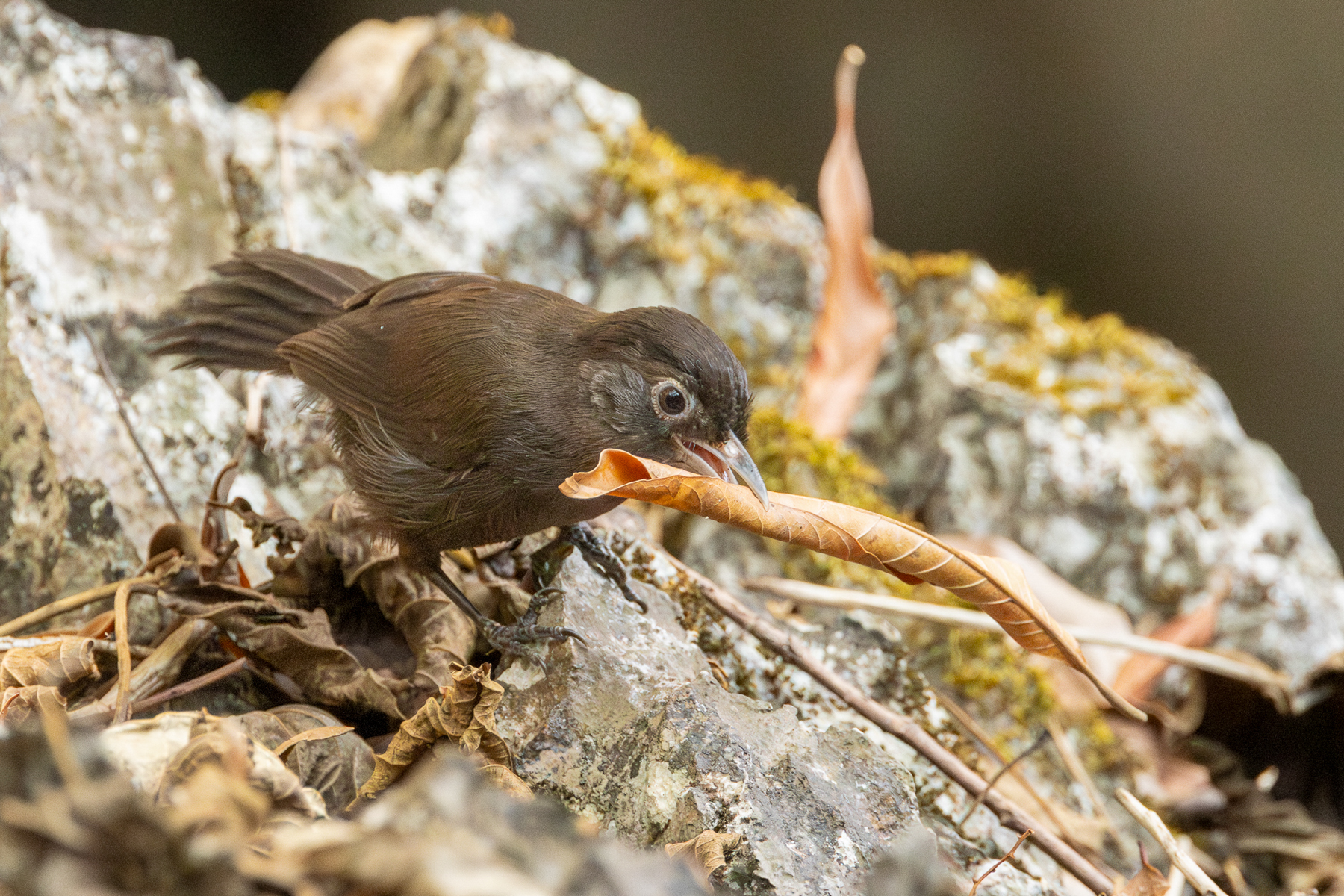Sooty Babbler (image by Vincent van der Spek)
