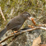 Sooty Babbler (image by Vincent van der Spek)