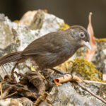 Sooty Babbler (image by Vincent van der Spek)