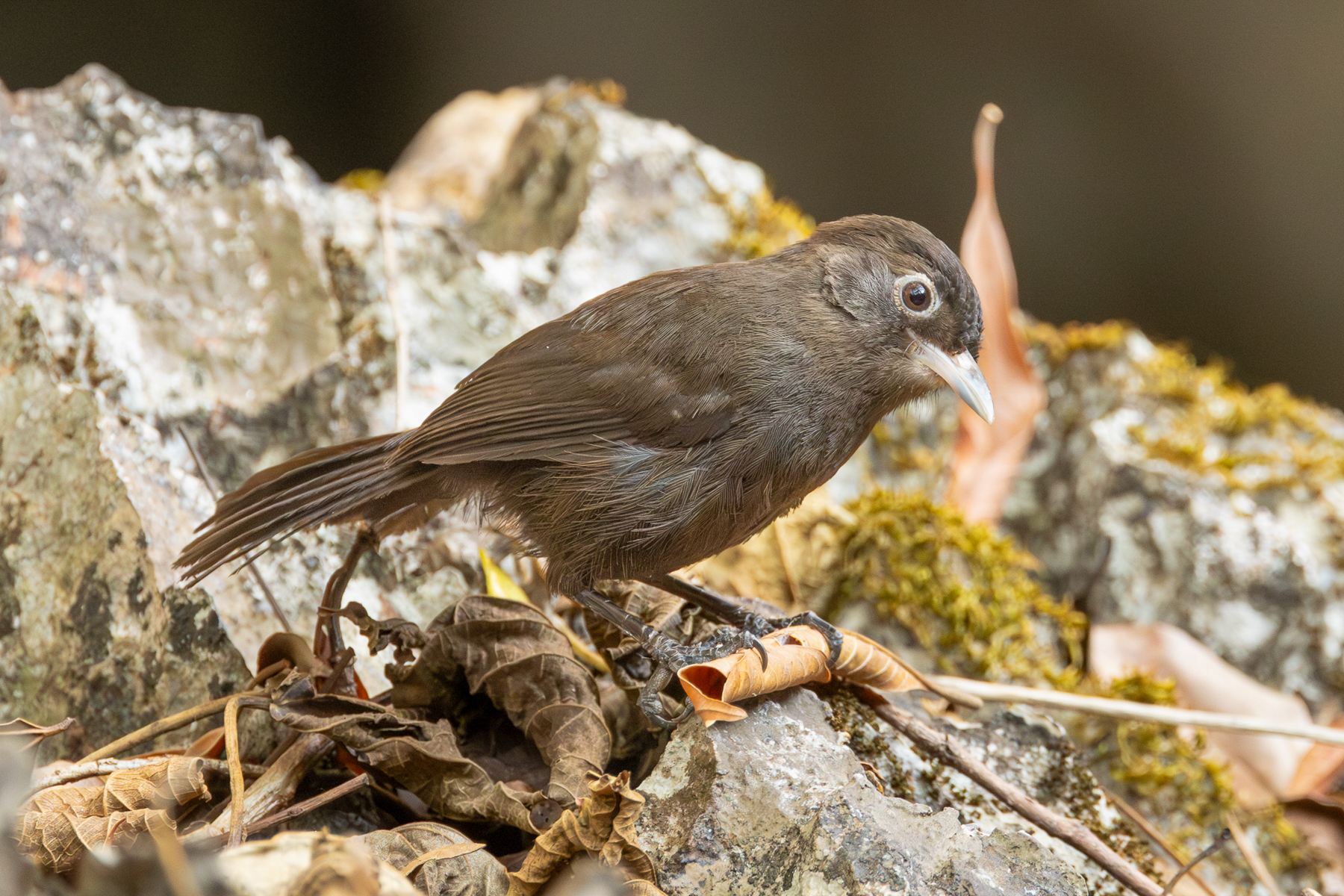 Sooty Babbler (image by Vincent van der Spek)