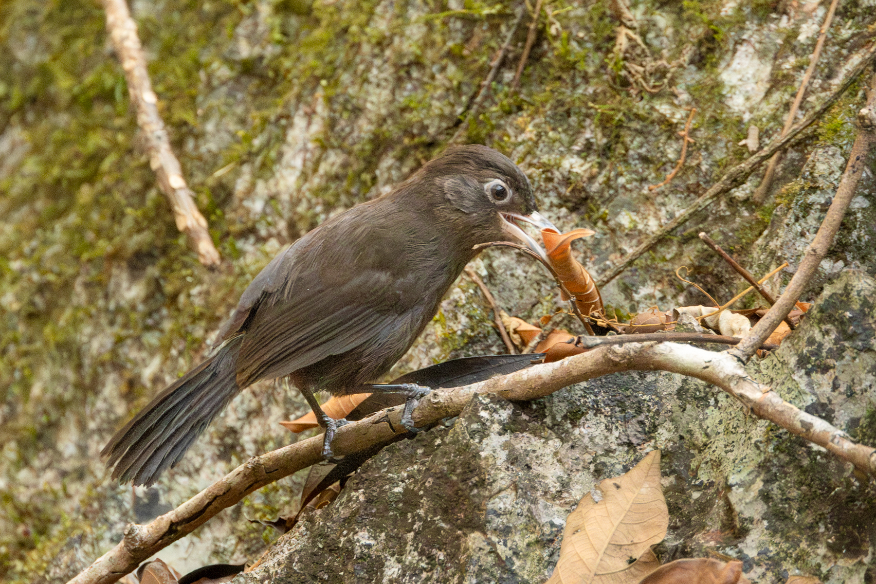 Sooty Babbler (image by Vincent van der Spek)
