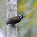 Speckled Piculet (image by Mika Ohtonen)