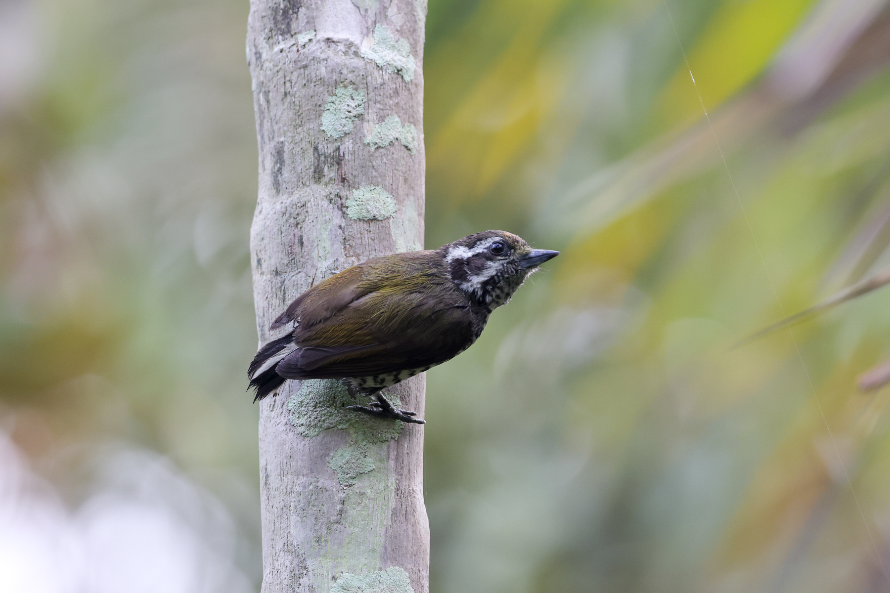 Speckled Piculet (image by Mika Ohtonen)
