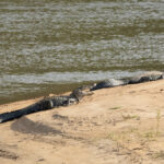 Spectacled Caimans (image by Eustace Barnes)
