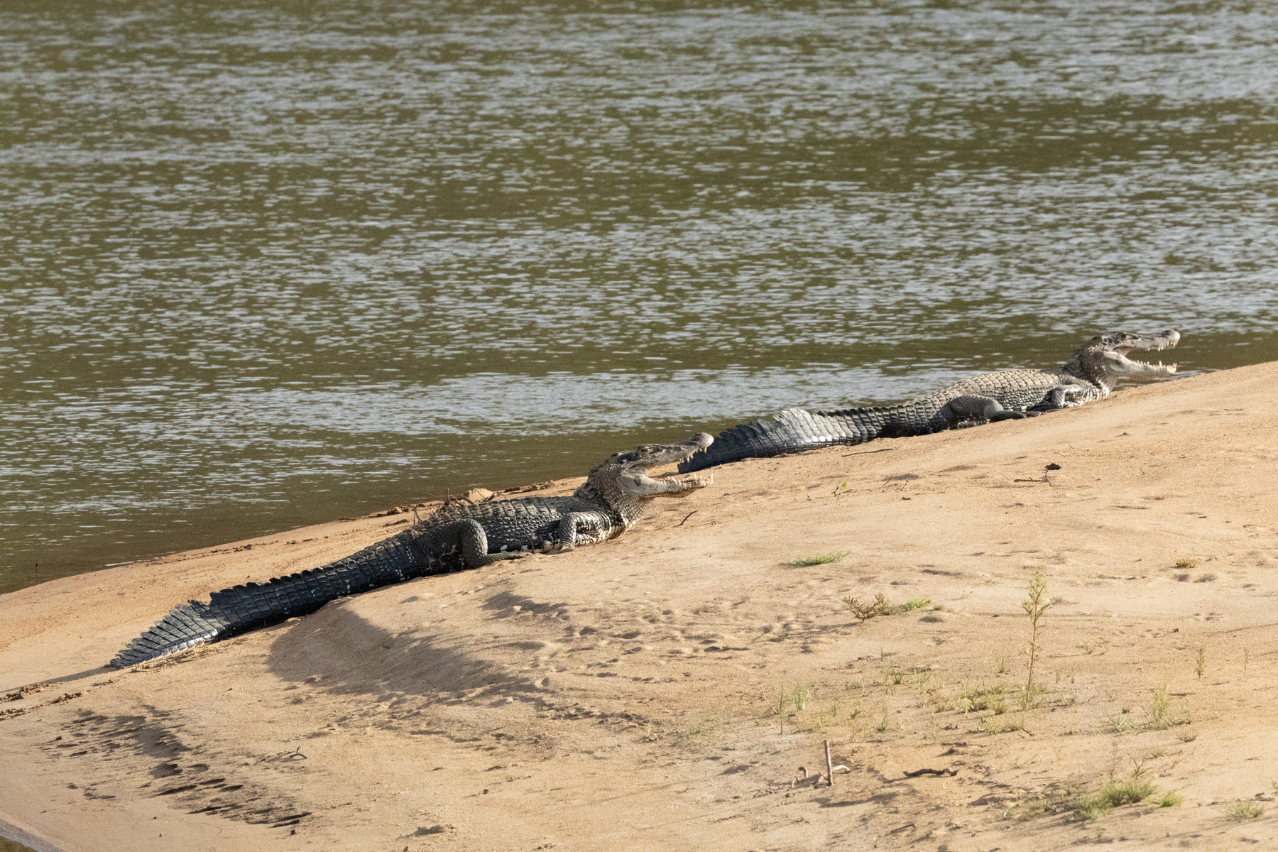 Spectacled Caimans (image by Eustace Barnes)