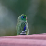 Spectacled Parrotlet (image by Trevor Ellery)