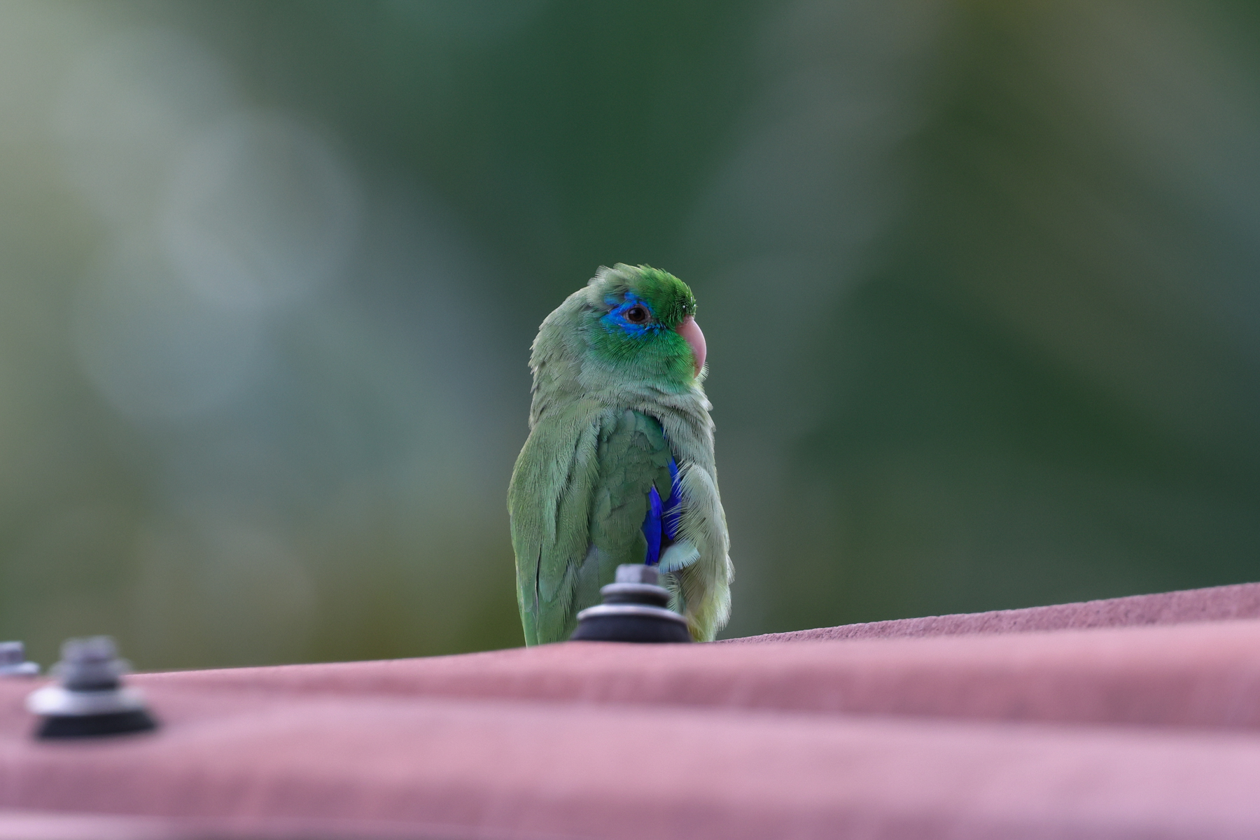 Spectacled Parrotlet (image by Trevor Ellery)