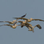 Spot-billed Pelicans (image by Vincent van der Spek)