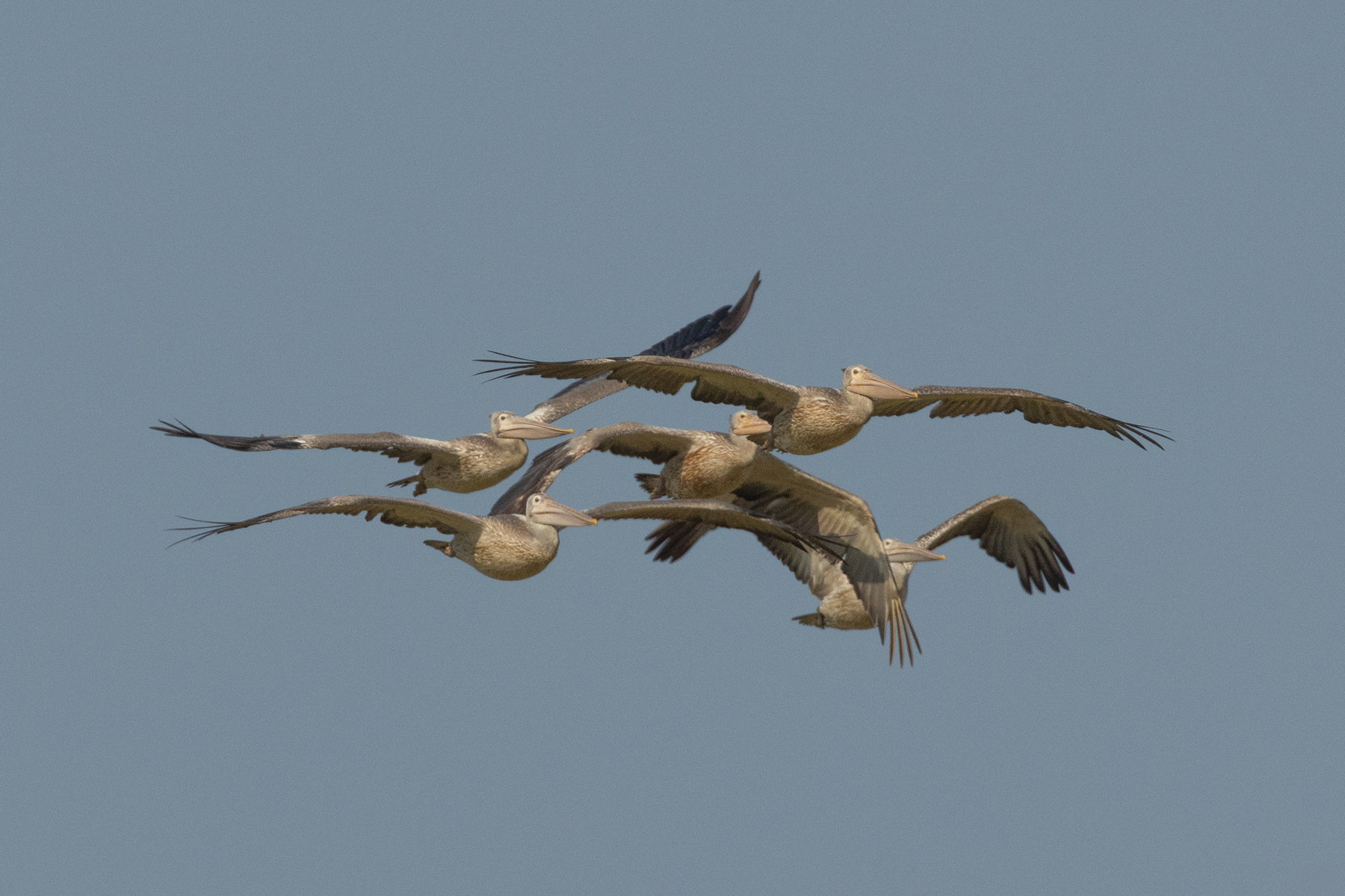 Spot-billed Pelicans (image by Vincent van der Spek)