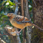 Spotted Laughingthrush (image by Craig Robson)