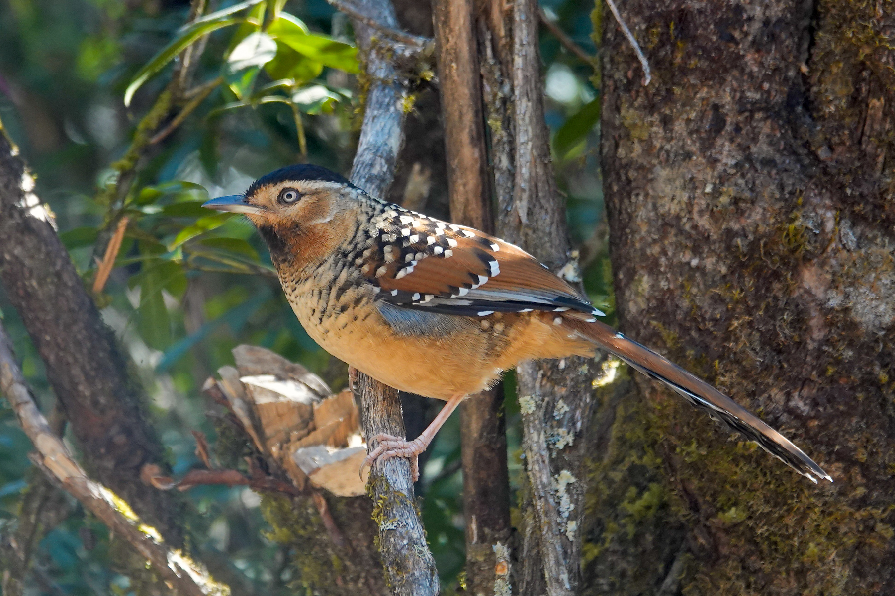 Spotted Laughingthrush (image by Craig Robson)