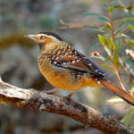 Spotted Laughingthrush (image by Craig Robson)