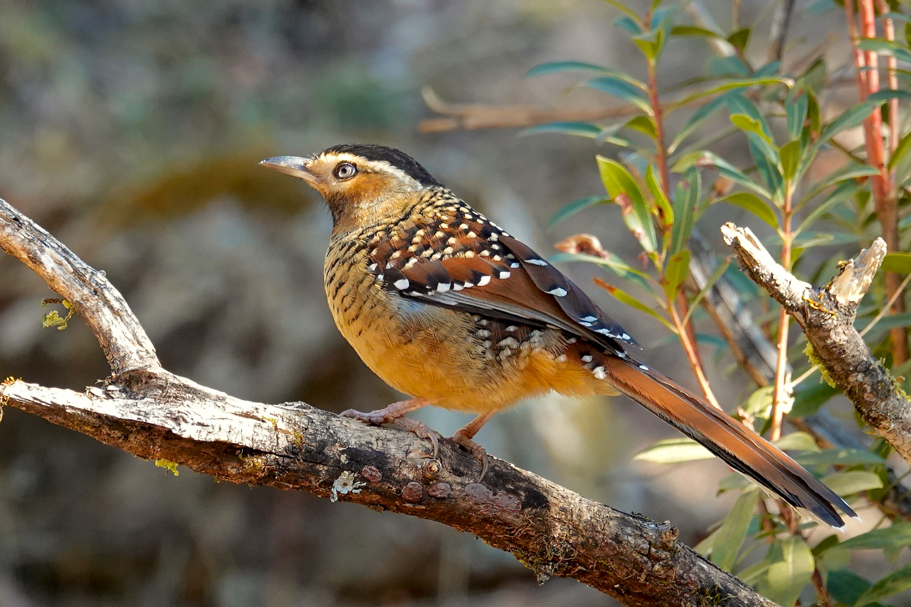 Spotted Laughingthrush (image by Craig Robson)