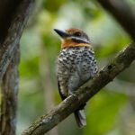 Spotted Puffbird (image by Eustace Barnes)